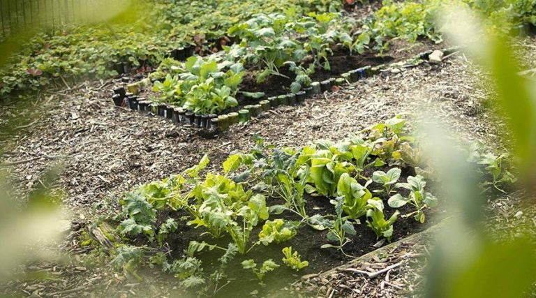 How To Get More Out Of Your Garden (All Year Round)