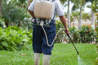 Effective Strategies for Termite Eradication: Protecting Your Home