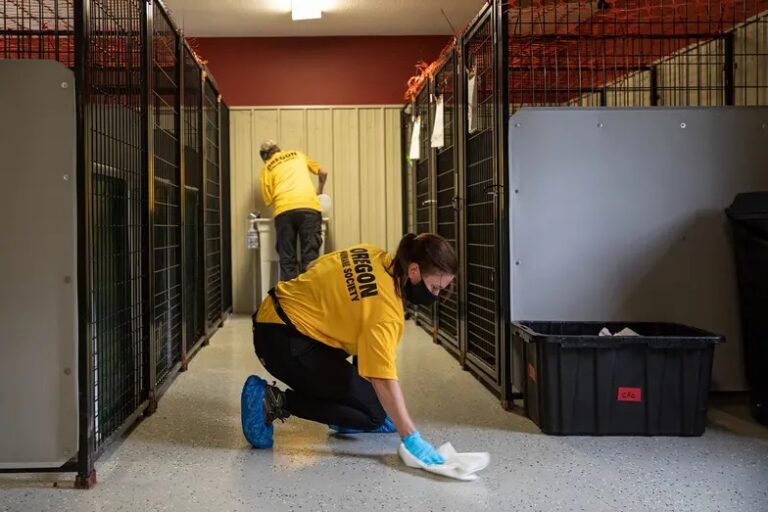 Creating Safe Havens: The Essential Role of Cleanliness in Shelters